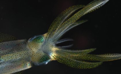 UQ researchers have used modern technology to map the connections of the brain of the reef squid Sepioteuthis lessoniana.